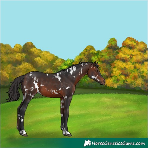 Horse Color:White Spotted Brown 