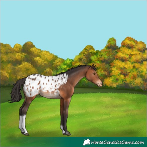Horse Color:Brown Tobiano Appaloosa Rabicano 