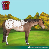 Horse Color:Bay Tobiano Appaloosa Rabicano 