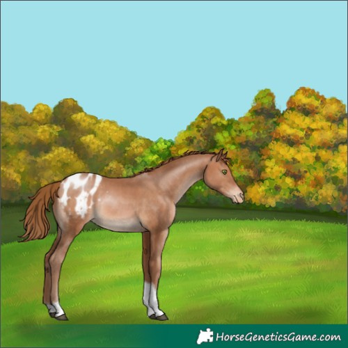 Horse Color:Brown Pearl Tobiano Blanket Rabicano 