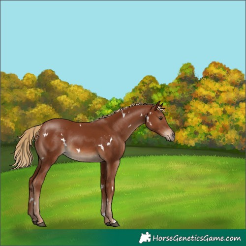 Horse Color:White Spotted Chestnut Rabicano 