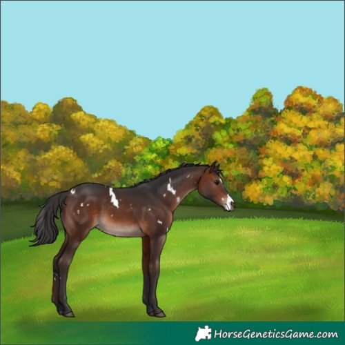 Horse Color:White Spotted Brown Mushroom