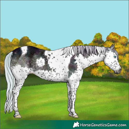 Horse Color:Gray Watercolor Midnight Silver Brown Ice Onyx Splash Tobiano 