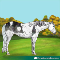 Horse Color:Gray Watercolor Midnight Silver Brown Ice Onyx Splash Tobiano