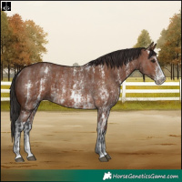 Horse Color:Bay Sabino Rabicano  and Brown Sabino Rabicano 