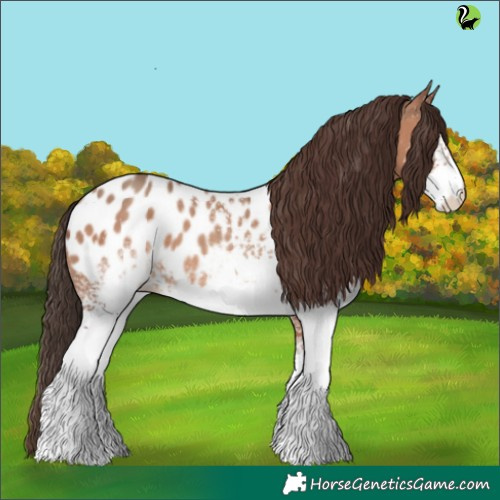Horse Color:White Spotted Sable Champagne Appaloosa 