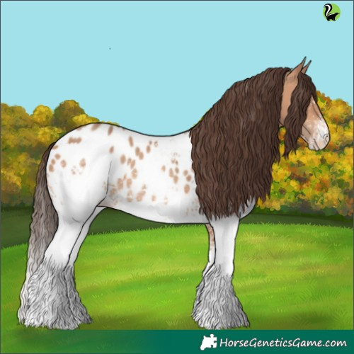 Horse Color:White Spotted Amber Champagne Appaloosa