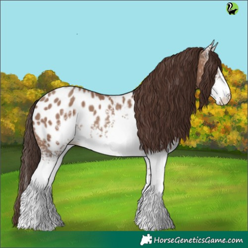 Horse Color:White Spotted Classic Champagne Appaloosa 