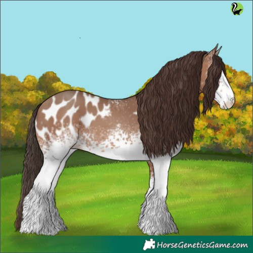 Horse Color:White Spotted Sable Champagne Appaloosa 