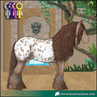 Horse Color:Classic Champagne Appaloosa