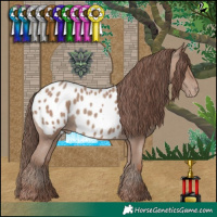 Horse Color:Classic Champagne Appaloosa 