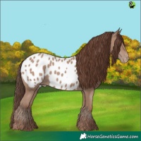 Horse Color:Classic Champagne Appaloosa