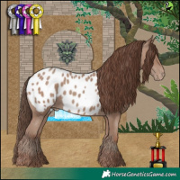 Horse Color:Classic Champagne Appaloosa 