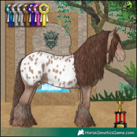 Horse Color:Classic Champagne Appaloosa 