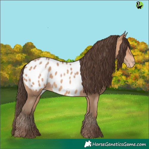 Horse Color:Amber Champagne Appaloosa 