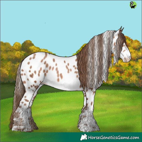 Horse Color:White Spotted Brown Pearl Appaloosa 