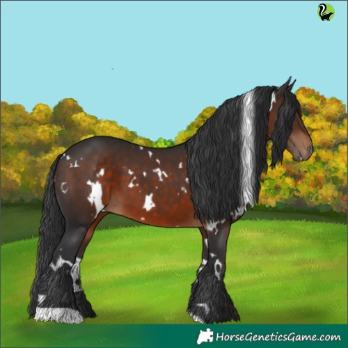 Horse Color:White Spotted Brown