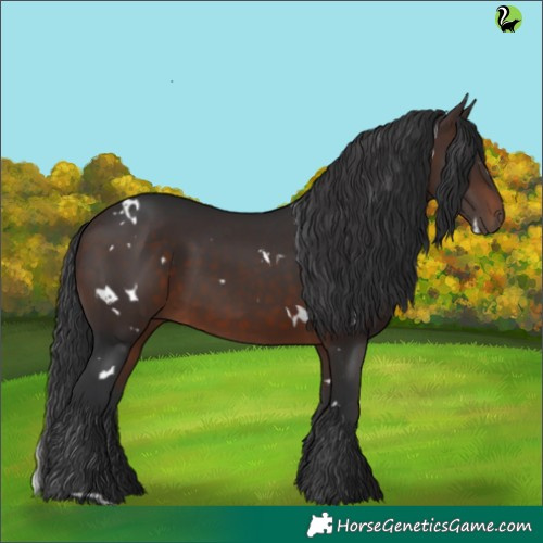 Horse Color:White Spotted Brown