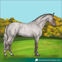 Horse Color:Silver Blue Roan 