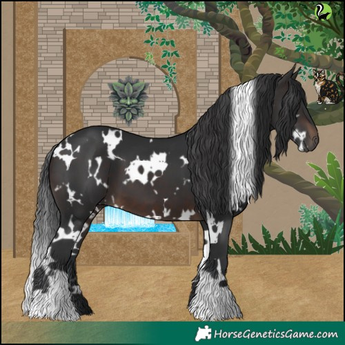 Horse Color:White Spotted Brown 