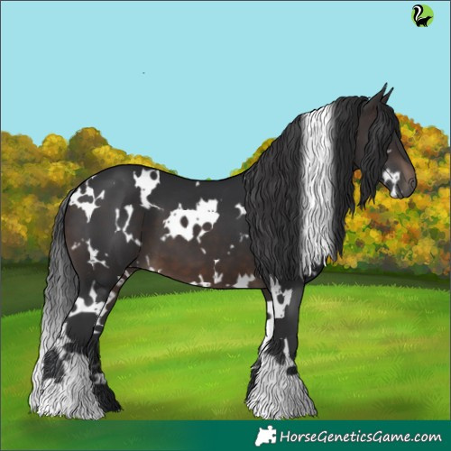 Horse Color:White Spotted Brown 