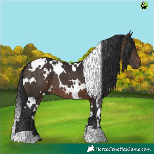 Horse Color:White Spotted Brown