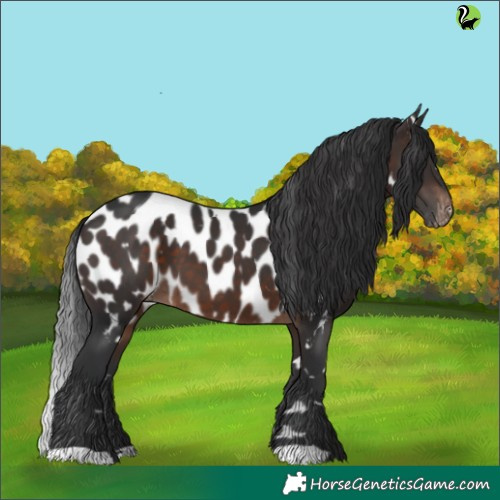 Horse Color:White Spotted Brown Appaloosa 