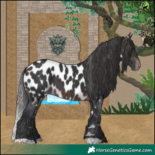 Horse Color:White Spotted Brown Appaloosa 