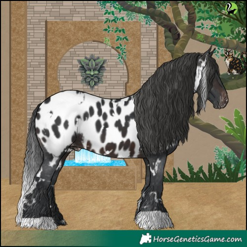 Horse Color:White Spotted Brown Appaloosa 