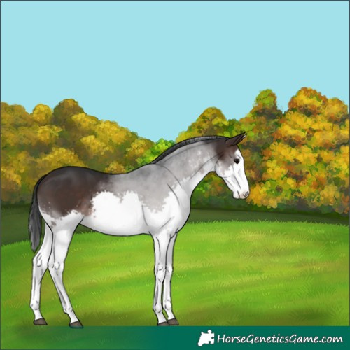 Horse Color:White Spotted Brown Splash 