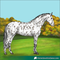 Horse Color:White Spotted Grullo Leopard