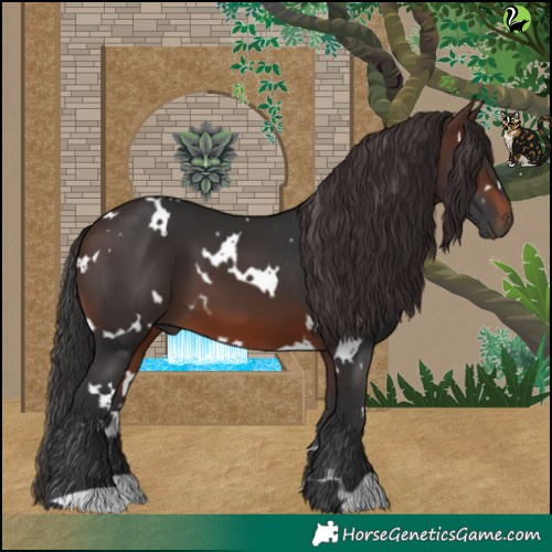 Horse Color:White Spotted Brown 