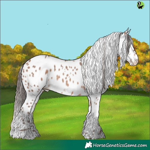 Horse Color:White Spotted Sable Champagne Appaloosa 