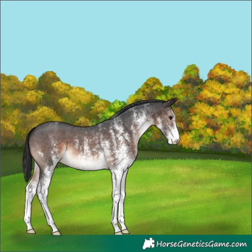 Horse Color:White Spotted Brown 