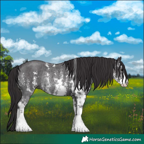 Horse Color:Smoky Black Sabino Rabicano 
