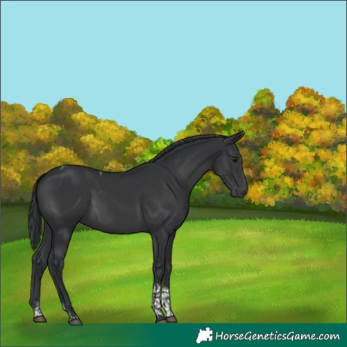 Horse Color:Unknown 