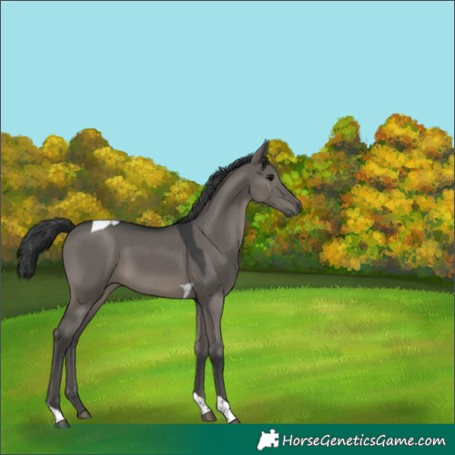 Horse Color:Grullo Tobiano 