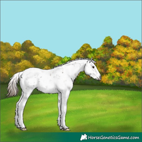Horse Color:Gray Chestnut Sabino 