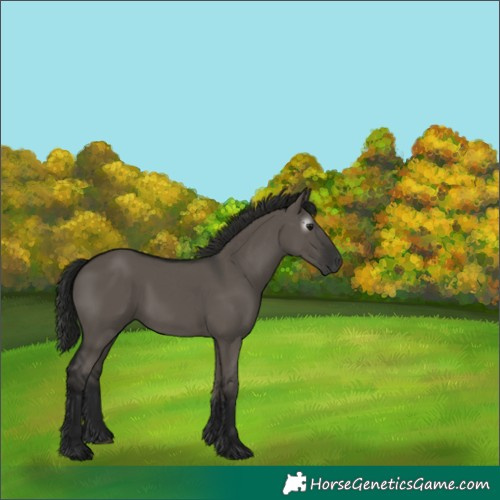 Horse Color:Gray Grullo