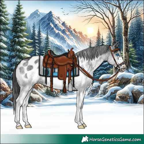 Horse Color:White Spotted Black Frame Appaloosa Rabicano 