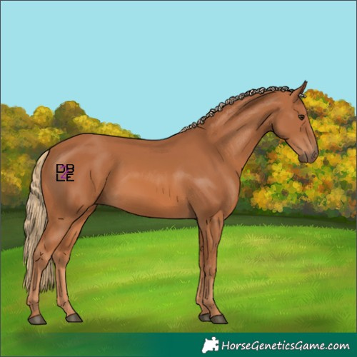 Horse Color:Chestnut 