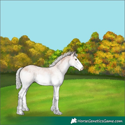 Horse Color:White Spotted Silver Sable Champagne Splash 