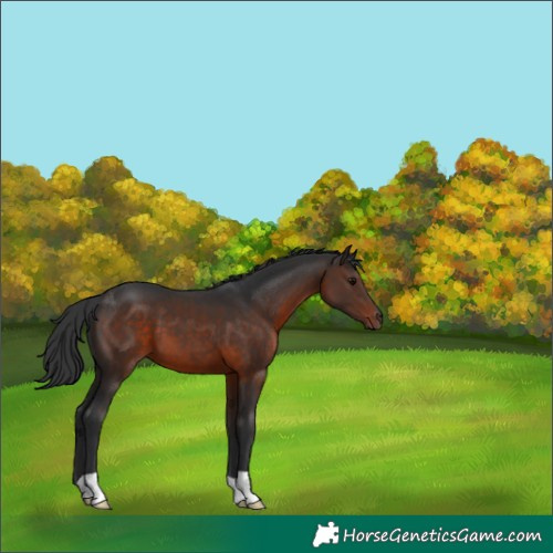 Horse Color:Brown 