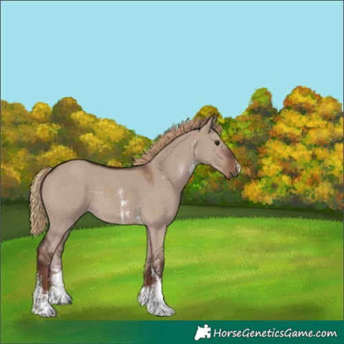 Horse Color:Liver Red Dun Sabino Rabicano 