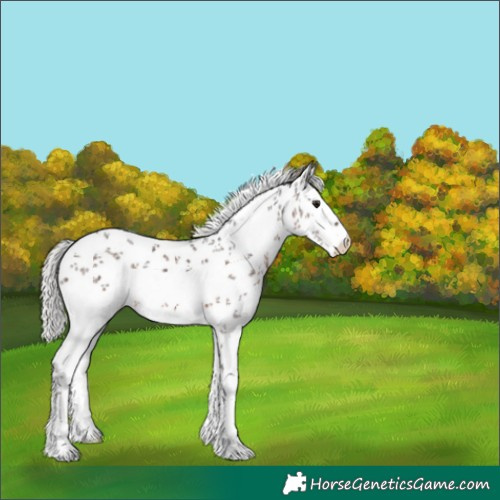 Horse Color:White Spotted Silver Brown Sabino 