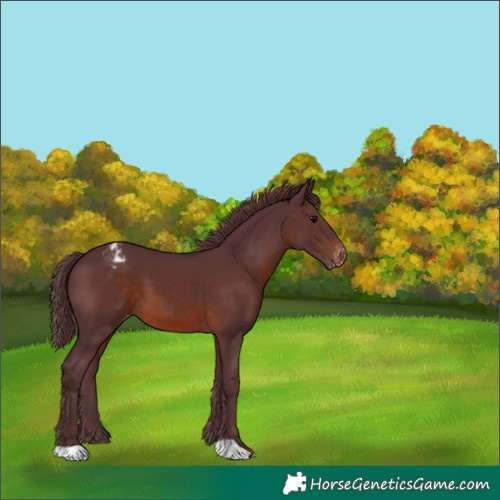 Horse Color:Chocolate Brown Appaloosa 