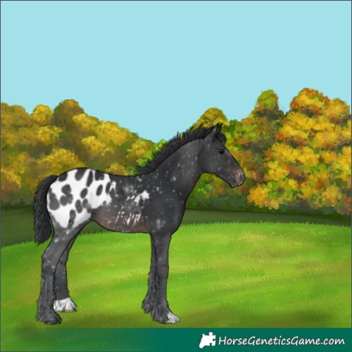 Horse Color:Brown Appaloosa 
