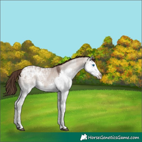 Horse Color:Liver Red Dun Ice Splash Tobiano 