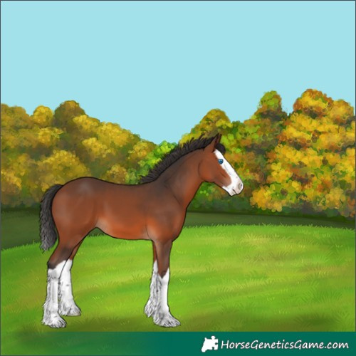 Horse Color:Bay Splash 