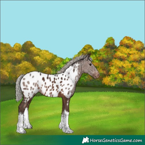 Horse Color:White Spotted Silver Brown Tobiano Appaloosa